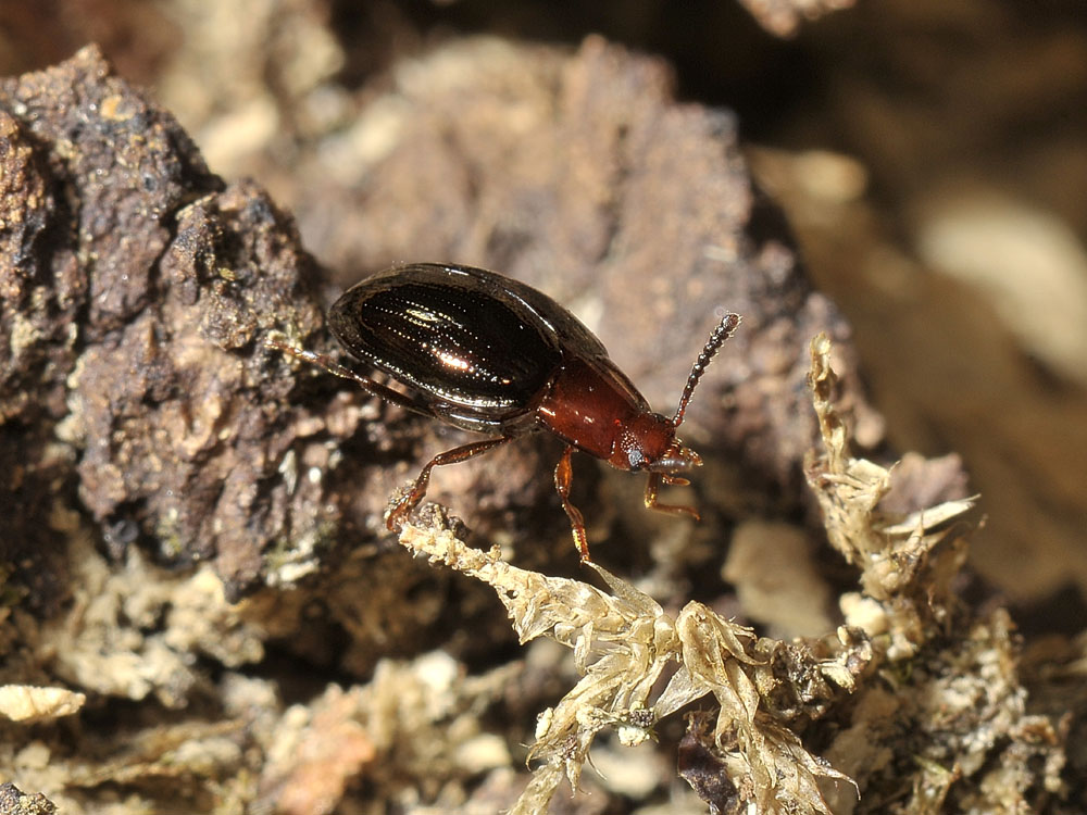 Scaphidema metallicum (Tenebrionidae)